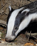 Petition fights cull of ‘defenceless badgers'