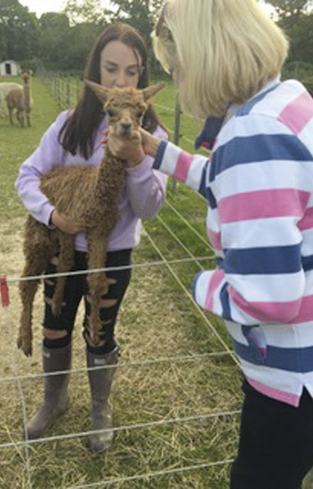 HERE Phillippa Read gives healing to a young alpaca named Sunny. He is being held by Christabelle Kemmish, the daughter of the farm’s owner.