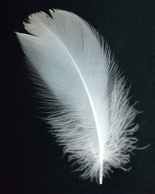 SOME people believe that seeing a feather is a sign of a spirit presence.