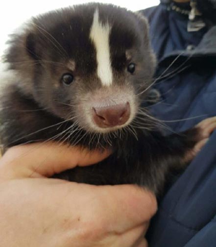 Clairvoyant clues were given about Zuzia, the missing Polish skunk.